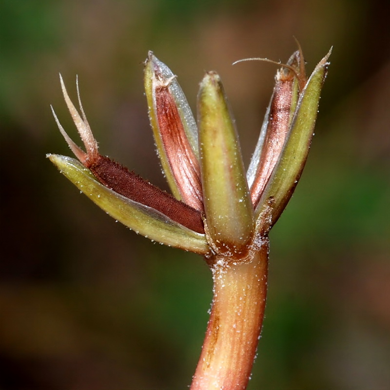 Hyoseris scabra.18