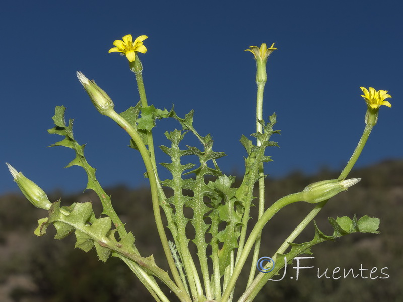 Hyoseris scabra.25