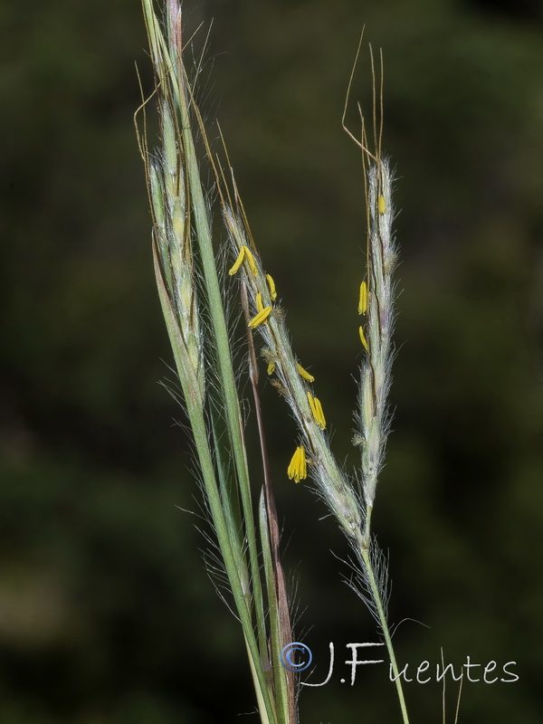 Hyparrhenia hirta.13