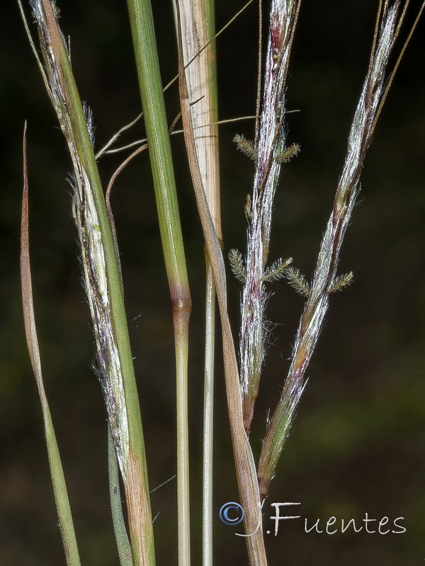 Hyparrhenia sinaica.03