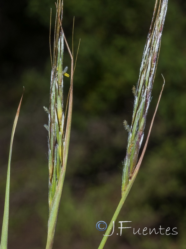 Hyparrhenia sinaica.05