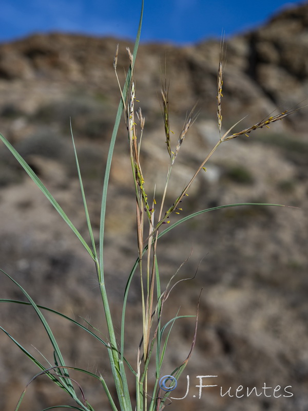 Hyparrhenia sinaica.08