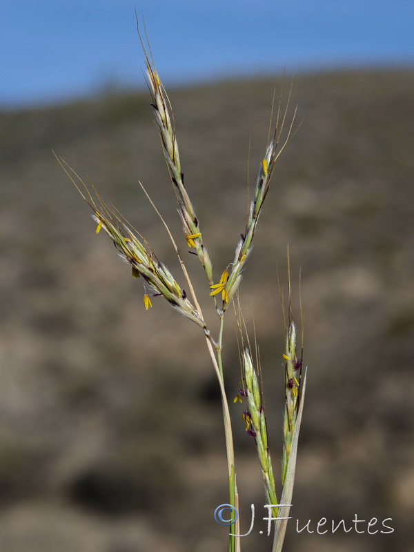 Hyparrhenia sinaica.04