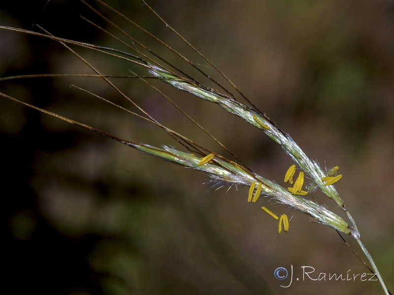 Hyparrhenia sinaica.06