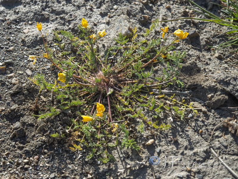 Hypecoum procumbens.01