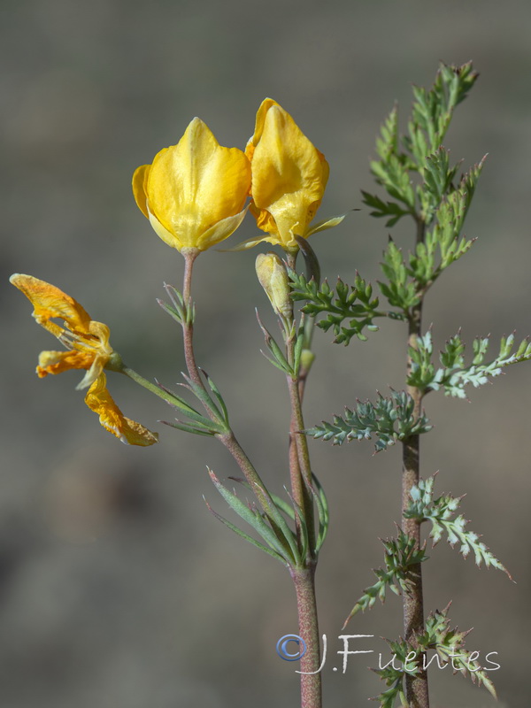 Hypecoum procumbens.02