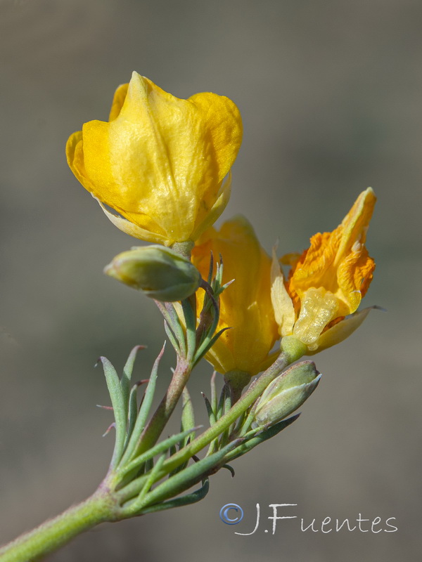 Hypecoum procumbens.03