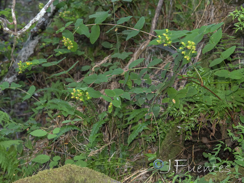Hypericum androsaemum.02
