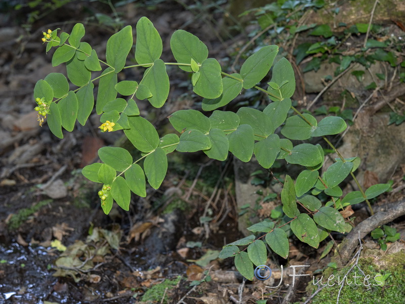 Hypericum androsaemum.03