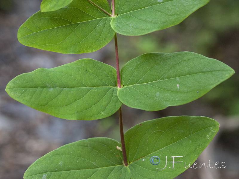 Hypericum androsaemum.04