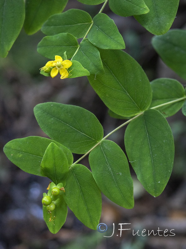 Hypericum androsaemum.05