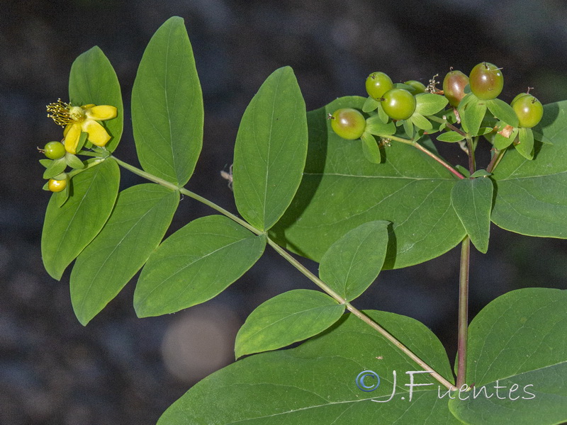 Hypericum androsaemum.09