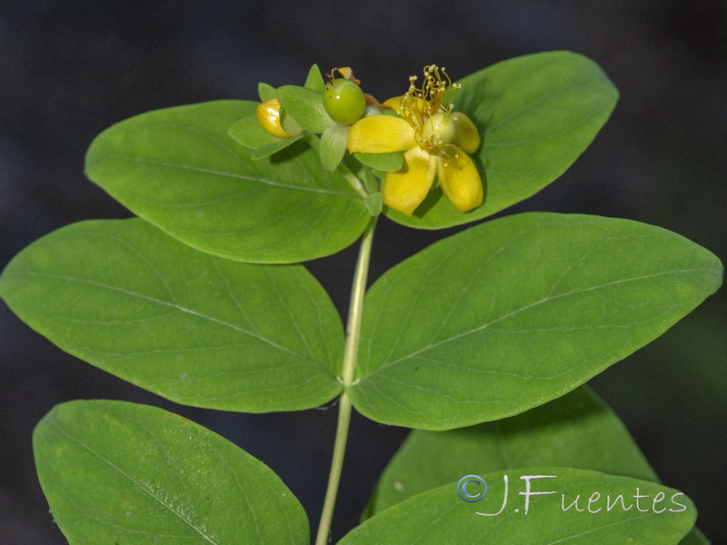 Hypericum androsaemum.10