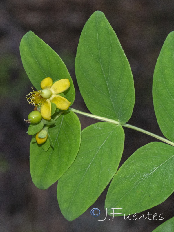 Hypericum androsaemum.11