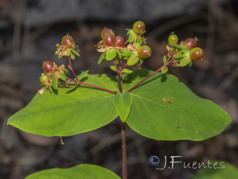 Hypericum androsaemum.12