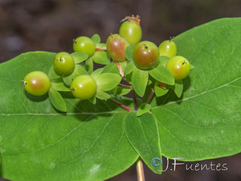 Hypericum androsaemum.13