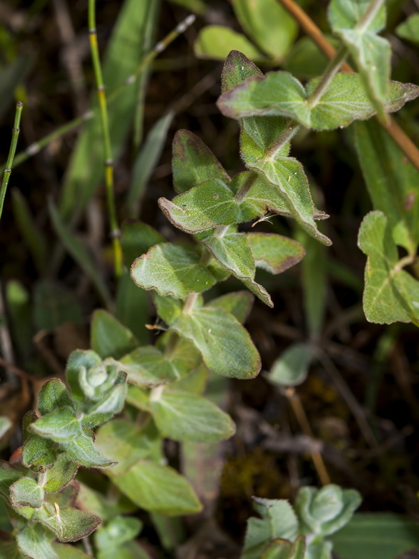 Hypericum caprifolium.02