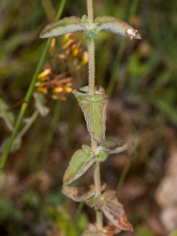 Hypericum caprifolium.03