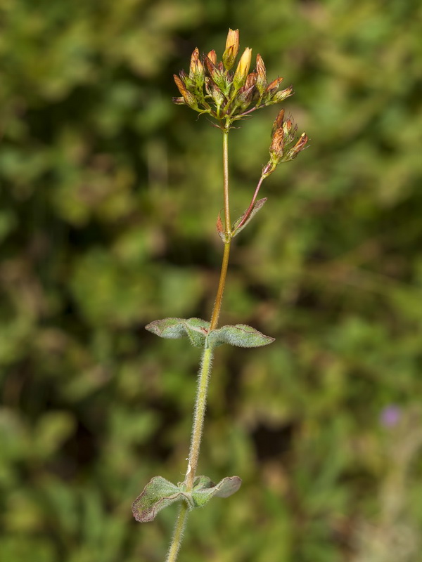 Hypericum caprifolium.04