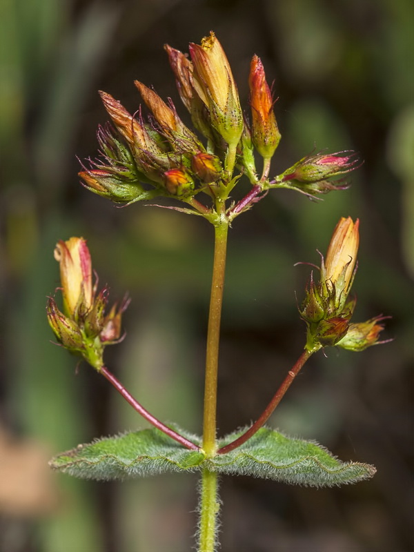 Hypericum caprifolium.05