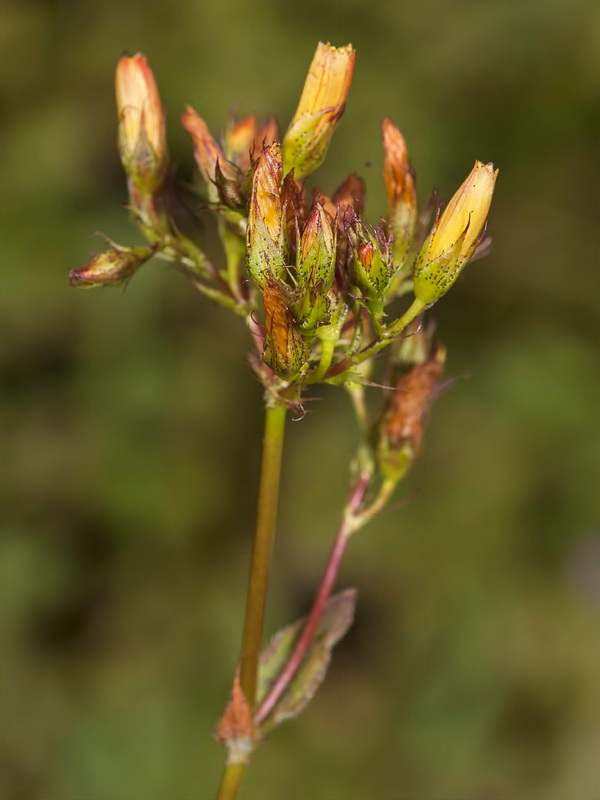 Hypericum caprifolium.06