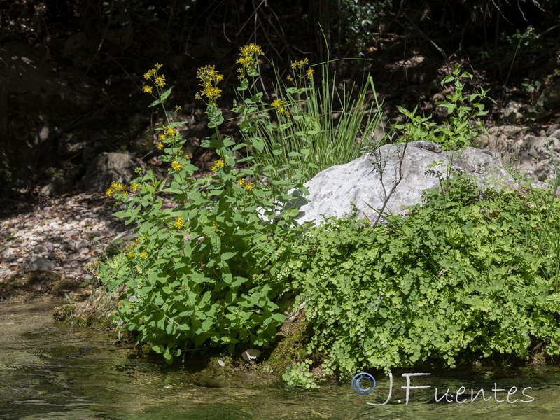 Hypericum caprifolium.10