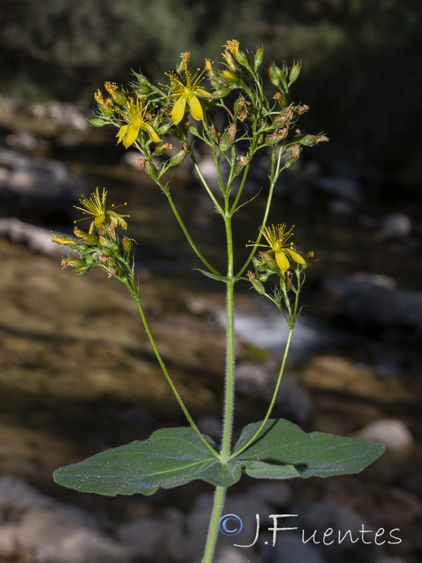 Hypericum caprifolium.11