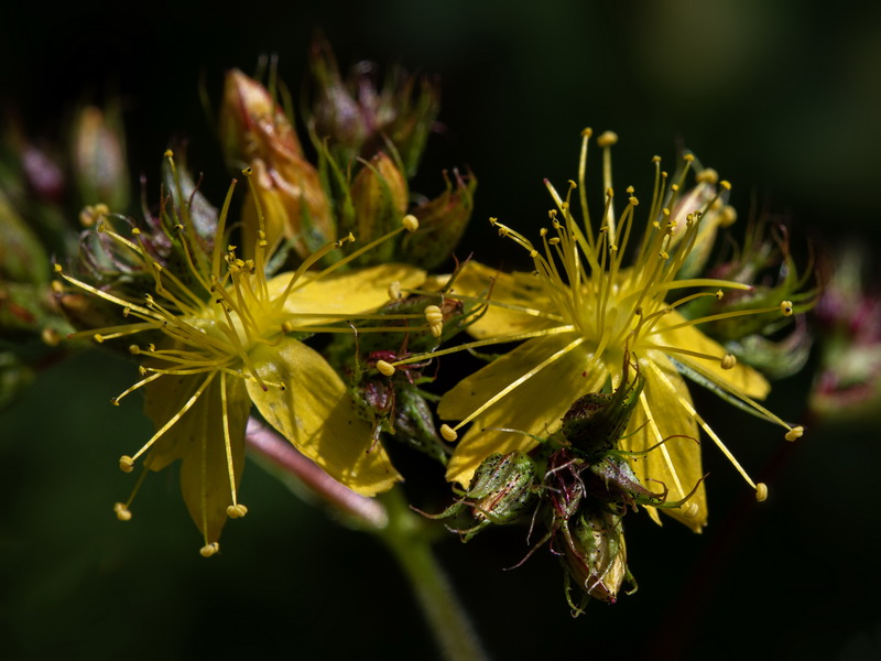 Hypericum caprifolium.18
