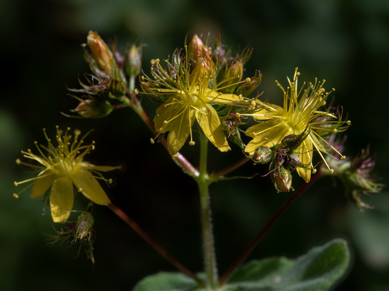 Hypericum caprifolium.19