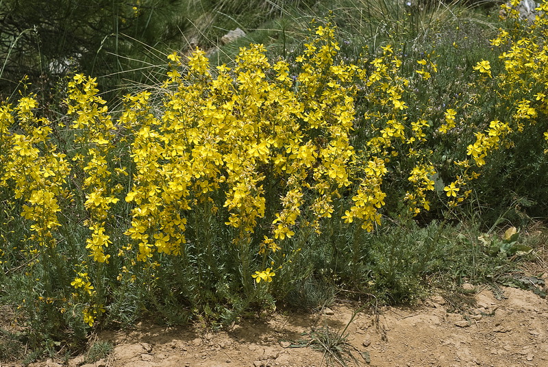 Hypericum elongatum callithyrsum.01