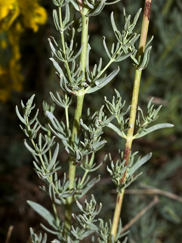 Hypericum elongatum callithyrsum.04