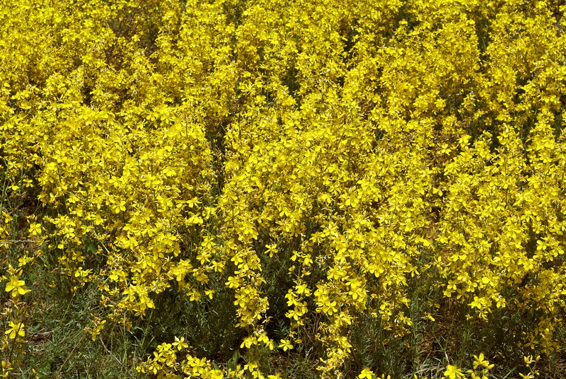 Hypericum elongatum callithyrsum.06