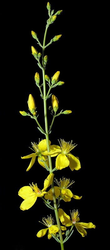 Hypericum elongatum callithyrsum.09