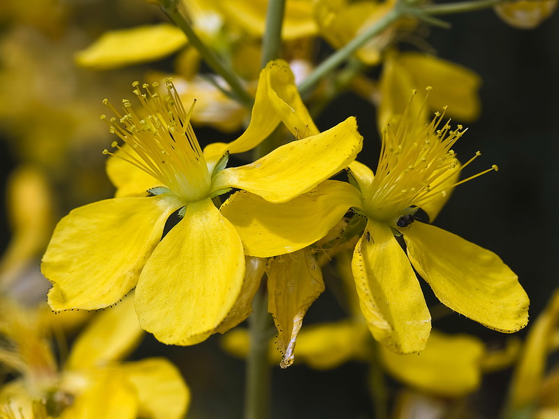 Hypericum elongatum callithyrsum.12