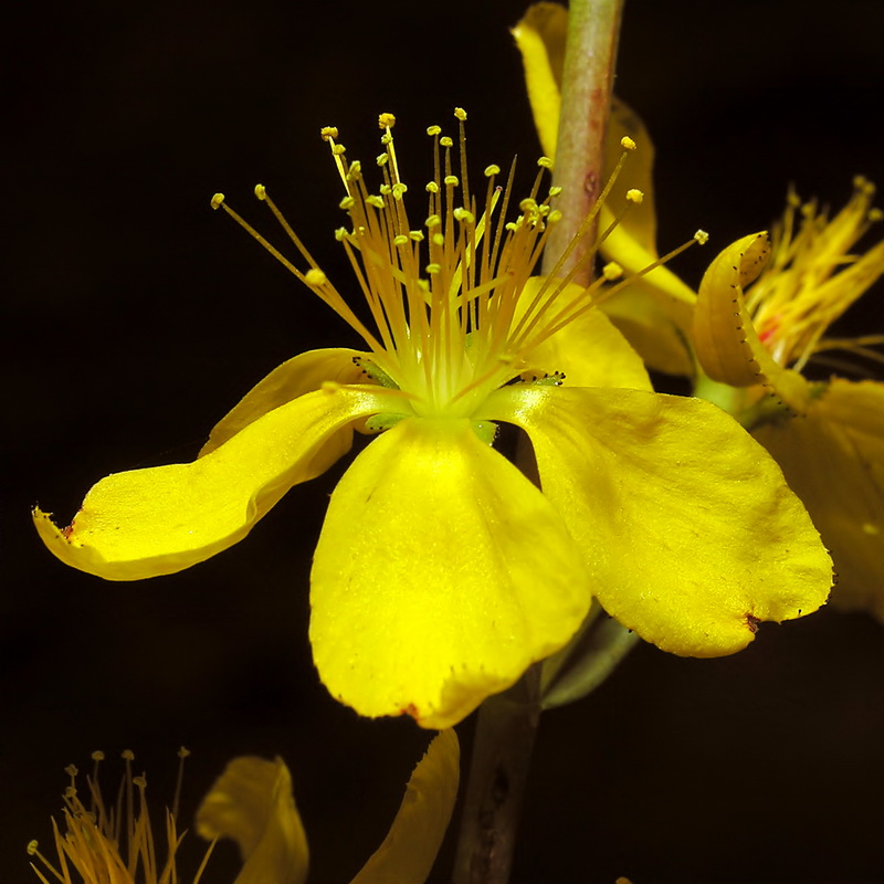 Hypericum elongatum callithyrsum.17