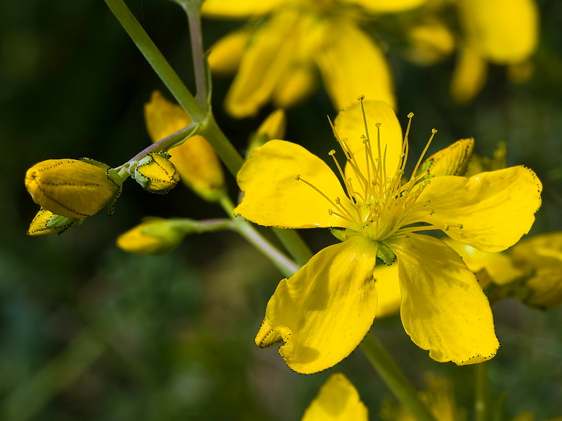 Hypericum elongatum callithyrsum.18