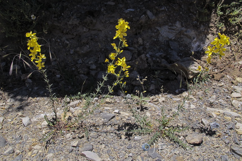Hypericum elongatum callithyrsum.24