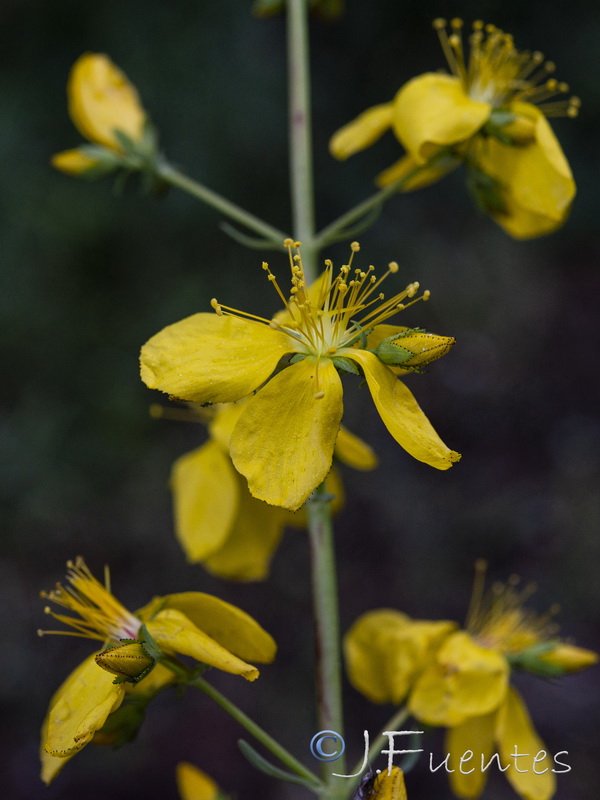 Hypericum elongatum callithyrsum.13
