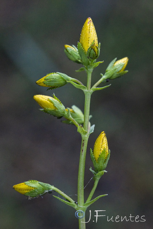 Hypericum elongatum callithyrsum.10
