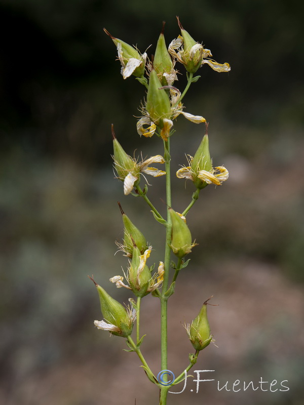 Hypericum elongatum callithyrsum.30