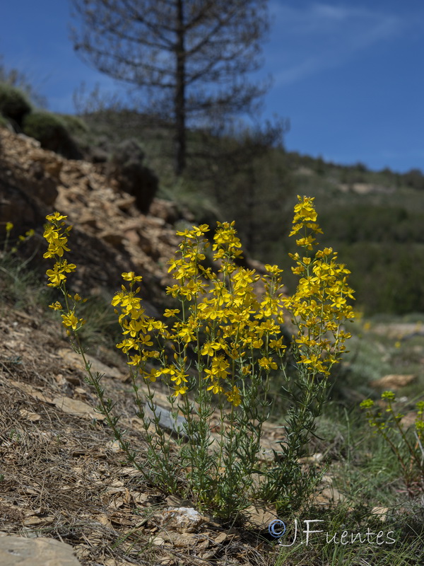 Hypericum elongatum callithyrsum.32