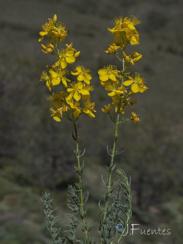 Hypericum elongatum callithyrsum.33