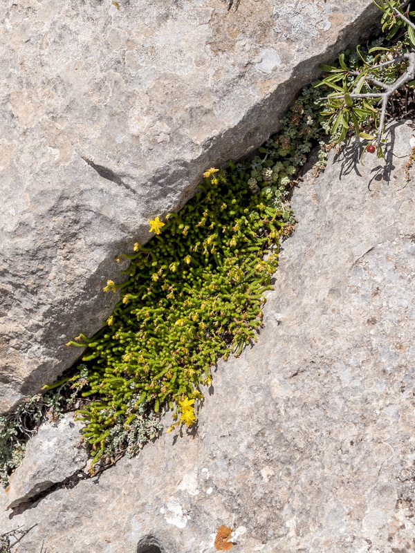 Hypericum ericoides ericoides.03