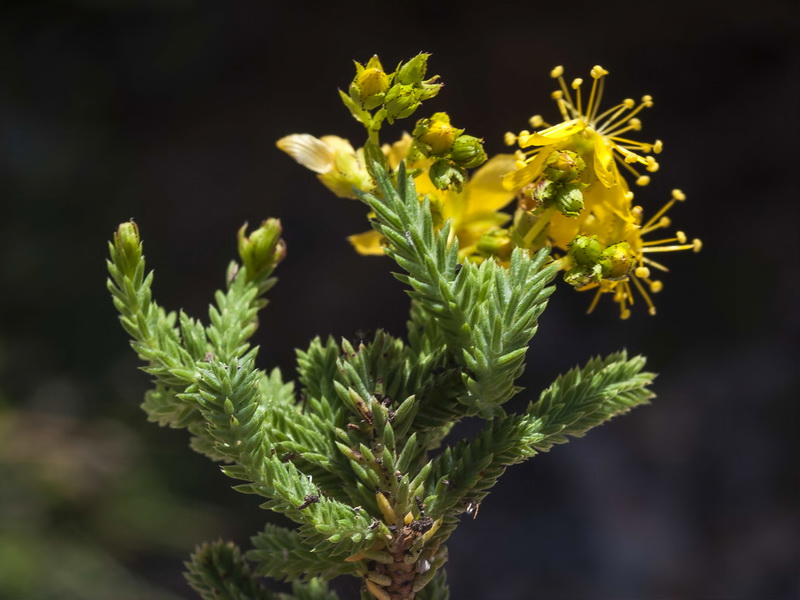 Hypericum ericoides ericoides.05