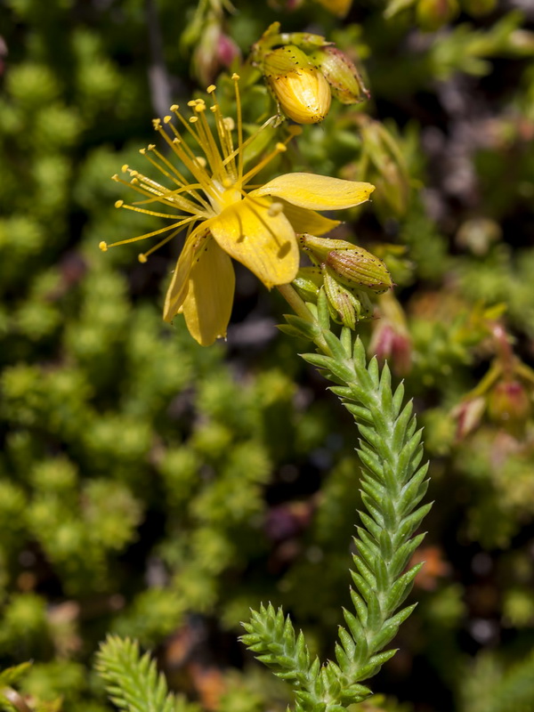 Hypericum ericoides ericoides.07