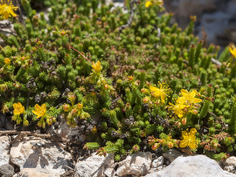 Hypericum ericoides ericoides.09