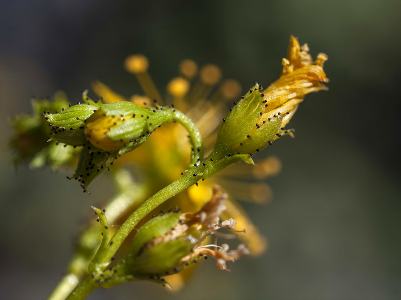 Hypericum ericoides ericoides.11