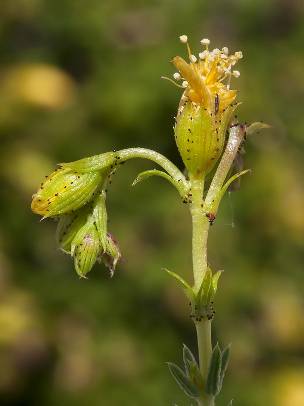 Hypericum ericoides ericoides.12