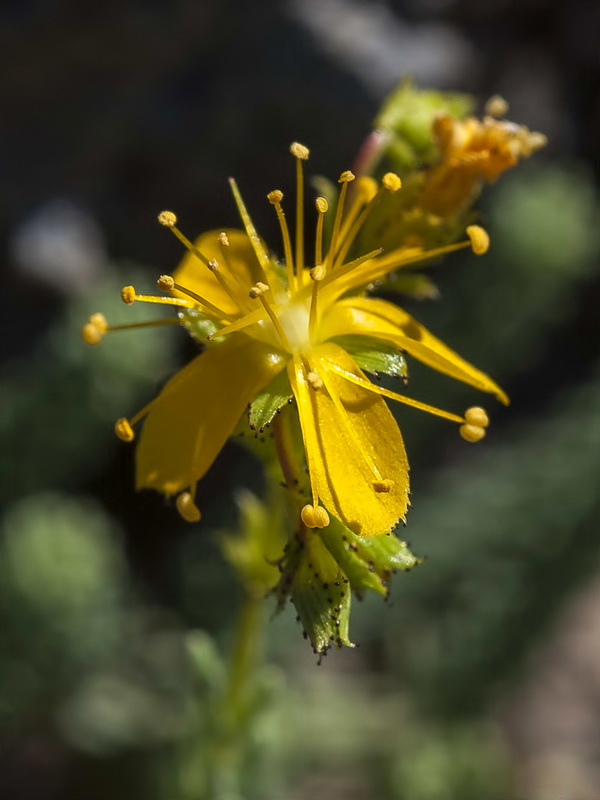 Hypericum ericoides ericoides.13