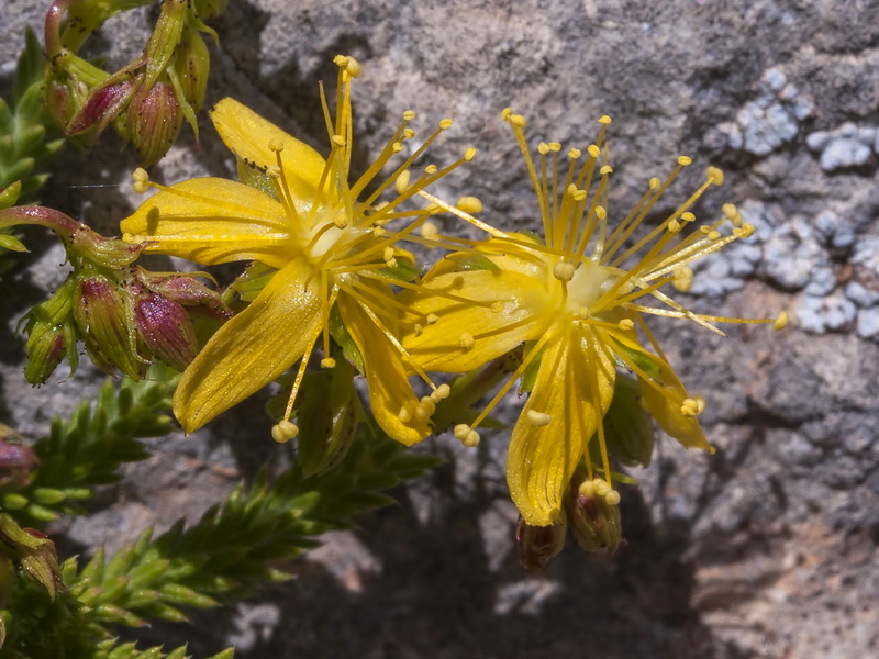 Hypericum ericoides ericoides.14